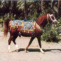 Telephone Card -Oman 1.5r phone card showing Horse (Hilal)