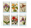 Staffa 1982 Flowers #47 (Cattleya, Mimulus, Azalea etc) imperf set of 6 values unmounted mint