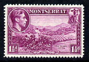 Montserrat 1938-48 Sea Island Cotton 1.5d purple P14 unmounted mint, SG 103a