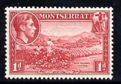 Montserrat 1938-48 Sea Island Cotton 1d carmine P13 unmounted mint, SG 102