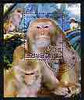 North Korea 2004 Primates perf m/sheet cto used