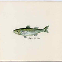 Staffa 1982 Fish #08 (Grey Mullet) original artwork by Prue Theobalds of the B L Kearley Studio, watercolour on board 135 x 120 mm plus issued perf sheetlet incorporating this image