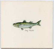 Staffa 1982 Fish #08 (Grey Mullet) original artwork by Prue Theobalds of the B L Kearley Studio, watercolour on board 135 x 120 mm plus issued perf sheetlet incorporating this image