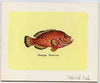 Eynhallow 1981 Fish #01 (Rock Cod) original artwork by Sharon File of the B L Kearley Studio, watercolour on board 140 x 115 mm plus issued perf sheetlet incorporating this image