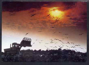 Postcard - Scavenging Seagulls at Council Rubbish Tip PPC produced by National Postal Museum unused and fine