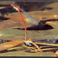 Postcard - Damselfly PPC produced by National Postal Museum unused and fine