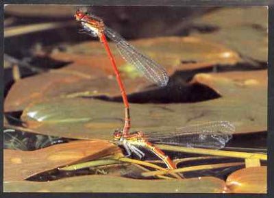 Postcard - Damselfly PPC produced by National Postal Museum unused and fine