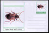 Chartonia (Fantasy) Insects - Spider Beetle (Ptinus tectus) postal stationery card unused and fine